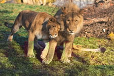 Togo i Malkia, lwy z wrocławskiego zoo