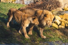 Togo i Malkia, lwy z wrocławskiego zoo