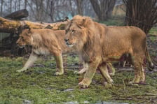 Togo i Malkia, lwy z wrocławskiego zoo