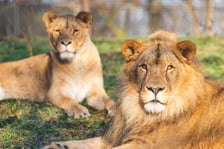 Togo i Malkia, lwy z wrocławskiego zoo