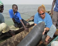 <p>Organizacja African Aquatic Conservation Fund &ndash; DODO wspiera badania manat&oacute;w</p>