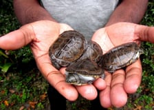 <p>DODO chroni ż&oacute;łwie z African Cheledonian Institut</p>