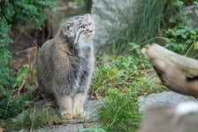 <p>Manul Kubi z zimową sierścią</p>