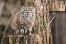 <p>Manul Kubi z zimową sierścią</p>