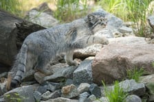 <p>Manul z letnią sierścią - Zarina</p>