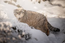 <p>Manul z letnią sierścią - Zarina</p>