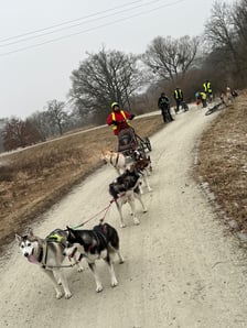 Trening Watahy Domowych Wilków z Wrocławia
