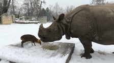 <p>Mundżak chiński i samica nosorożca indyjskiego</p>