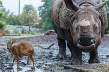 <p>Mundżak chiński i samica nosorożca indyjskiego</p>