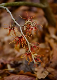<p>Arboretum Wojsławice otwarte w weekend 13-15 lutego &ndash; wiele roślin właśnie teraz rozkwita</p>