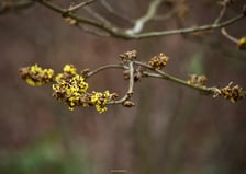 <p>Arboretum Wojsławice otwarte w weekend 13-15 lutego &ndash; wiele roślin właśnie teraz rozkwita</p>