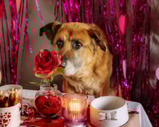 <p class="MsoNormal" style="text-align: left;" align="left"><strong>Enzo</strong></p>
<p class="MsoNormal" style="text-align: left;" align="left">Opis Schroniska: Enzo to staruszek o niesamowicie dobrym charakterze. Mimo ciężkiej choroby czerpie radość z życia garściami.&nbsp; Jeśli zechcesz poznać Enzo, to przygotuj się na natychmiastowe zauroczenie. Tego gościa nie da się nie kochać.</p>