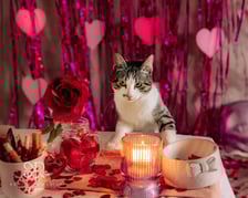 <p><strong><span style="color: #080809; font-family: 'Segoe UI Historic', 'Segoe UI', Helvetica, Arial, sans-serif; font-size: 15px;">Figlarny Figo</span></strong><br class="html-br" style="color: #080809; font-family: 'Segoe UI Historic', 'Segoe UI', Helvetica, Arial, sans-serif; font-size: 15px;" /><br class="html-br" style="color: #080809; font-family: 'Segoe UI Historic', 'Segoe UI', Helvetica, Arial, sans-serif; font-size: 15px;" /><span style="color: #080809; font-family: 'Segoe UI Historic', 'Segoe UI', Helvetica, Arial, sans-serif; font-size: 15px;">Opis schroniska: 8-miesięczny szalony kocurek szukający właściciela r&oacute;wnie zabawowego. Jest pewny siebie i przebojowy do granic możliwości!&nbsp;</span><br class="html-br" style="color: #080809; font-family: 'Segoe UI Historic', 'Segoe UI', Helvetica, Arial, sans-serif; font-size: 15px;" /><span style="color: #080809; font-family: 'Segoe UI Historic', 'Segoe UI', Helvetica, Arial, sans-serif; font-size: 15px;">&nbsp;Figo miłość okazuje mruczeniem i... kocim szaleństwem</span></p>