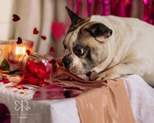 <p class="MsoNormal" style="text-align: left;" align="left"><strong>Samotny Lutek</strong></p>
<p class="MsoNormal" style="text-align: left;" align="left">Opis schroniska: 12 lat na karku oraz jęzorek do ziemi - to musi być nasz Lutek!<br />Ten wyjątkowej urody buldożek nie chce być dłużej singlem. Szuka kogoś na poważnie.&nbsp; Ciężko mu zaufać na nowo, bo już się zawi&oacute;dł na ludziach, jednak jest gotowy na nową relację - może Ty dasz mu szansę?</p>