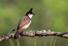 <p>Bilbil krwawnik</p>