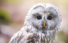 <p>Puszczyk uralski</p>