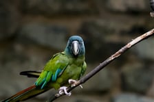 <p>Ara niebieskogłowa</p>