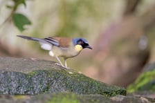 <p>S&oacute;jkowiec ż&oacute;łtobrzuchy</p>