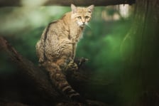 Żbik z wrocławskiego zoo. Warto zwrócić uwagę na puszysty, tępo zakończony ogon, zupełnie inny niż u domowego kota