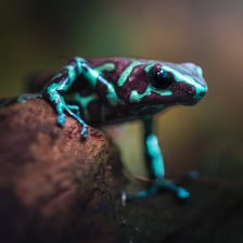 Jedna z kolorowych żab, które można obejrzeć w Terrarium we wrocławskim ogrodzie zoologicznym