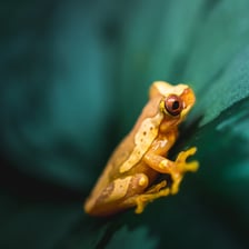 Jedna z kolorowych żab, które można obejrzeć w Terrarium we wrocławskim ogrodzie zoologicznym