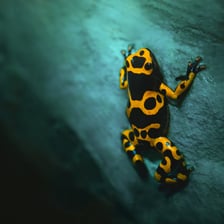 Jedna z kolorowych żab, które można obejrzeć w Terrarium we wrocławskim ogrodzie zoologicznym