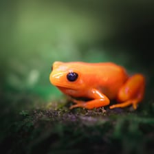 Jedna z kolorowych żab, które można obejrzeć w Terrarium we wrocławskim ogrodzie zoologicznym