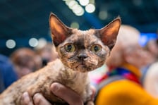 Cat Show Wrocław w Hali Orbita we Wrocławiu, 7 marca 2026