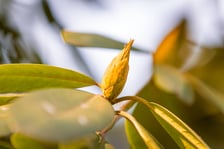 Ogród Botaniczny we Wrocławiu, 8 marca 2026