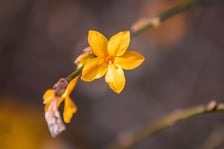 Ogród Botaniczny we Wrocławiu, 8 marca 2026