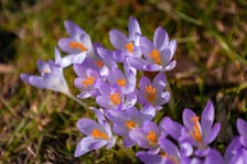 Ogród Botaniczny we Wrocławiu, 8 marca 2026