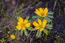 Ogród Botaniczny we Wrocławiu, 8 marca 2026