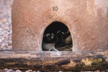 Pingwiny przylądkowe z wrocławskiego zoo