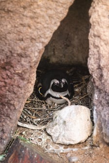Pingwiny przylądkowe z wrocławskiego zoo