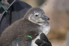 Pingwiny przylądkowe z wrocławskiego zoo