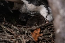 Pingwiny przylądkowe z wrocławskiego zoo