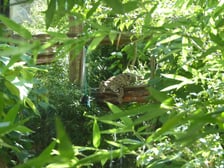 Pia - pantera mglista z wrocławskiego zoo