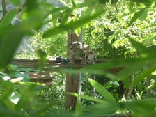 Pia - pantera mglista z wrocławskiego zoo