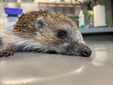 Jeż pod opieką Ekostraży