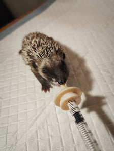 Jeż pod opieką Ekostraży