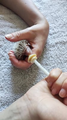 Jeż pod opieką Ekostraży