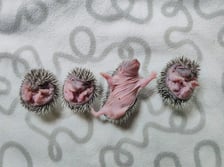 Jeż pod opieką Ekostraży