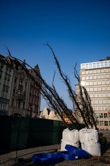 Kolejna partia drzew dotarła na Rynek, 19.03.2026 r