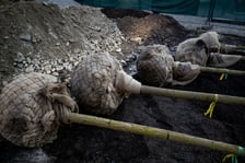 Kolejna partia drzew dotarła na Rynek, 19.03.2026 r