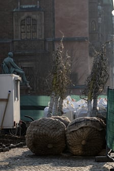 Kolejna partia drzew dotarła na Rynek, 19.03.2026 r
