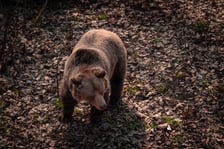 Nowa kładka nad wybiegiem niedźwiedzi we Wrocławskim zoo