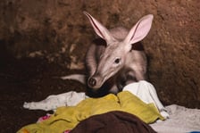 Mrównik z wrocławskiego zoo