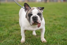 <p>Bibuła to 12-letni piesek w typie buldożka francuskiego. Został znaleziony, gdy bez opieki podążał wałem nad Odrą.&nbsp;</p>
<p>Niestety Bibuła zmaga się z wieloma chorobami typowymi dla ps&oacute;w w typie buldoga francuskiego, Psiak bardzo potrzebuje troski, delikatności i poczucia bezpieczeństwa. Jest dobrym, przyjaznym psem, jednak dopiero w&oacute;wczas, kiedy bliżej kogoś pozna. Wobec obcych mocno nieufny.</p>