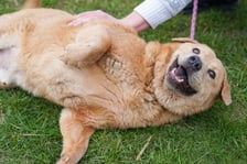 <p>Pulpet to senior, kt&oacute;ry przyjechał do schroniska z Sobolewa. Jest przeuroczym psiakiem, kt&oacute;ry potrzebuje diety z uwagi na okrągłe boczki. Wylewny, ufny i otwarty. Potrafi się ładnie dogadać z innymi psami. Umiejętnie korzysta ze smyczy, nie niszczy, docenia wygodę i, oczywiście, dobrą karmę.</p>