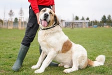 <p>6-letni Ben to przepiękny pies w typie owczarka środkowoazjatyckiego. Jest bardzo miły, wylewny i uwielbia kontakt z ludźmi. Waży 60 kg, a więc jest bardzo duży. Najlepiej się odnajdzie w domu z możliwością wyjścia na ogr&oacute;d. Lubi przestrzeń, spacery i mn&oacute;stwo głaskania.</p>